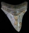 Juvenile Megalodon Tooth - Great Serrations & Tip #63929-2